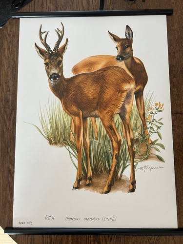Reh wald jagd rollkarte - ,