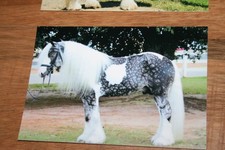 Pferdepostkarten, AK Pferde von Poster XXL Y 153