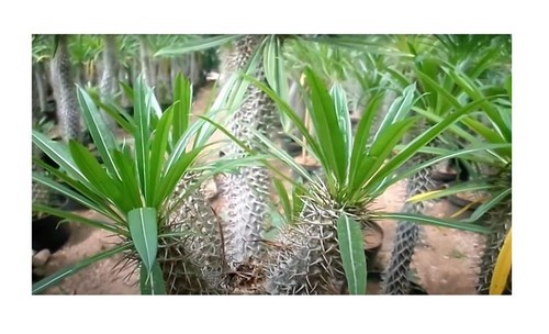Pachypodium mikea - 3x,