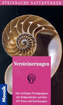 Versteinerungen steinbachs - versteinerungen, (steinbachs
