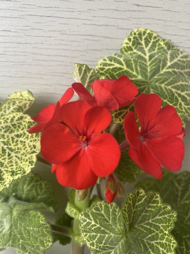 Pelargonium wantirna - pelargonium,