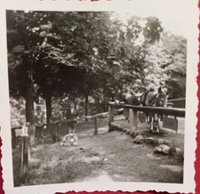 Gotha Frauen stehen vor Esel