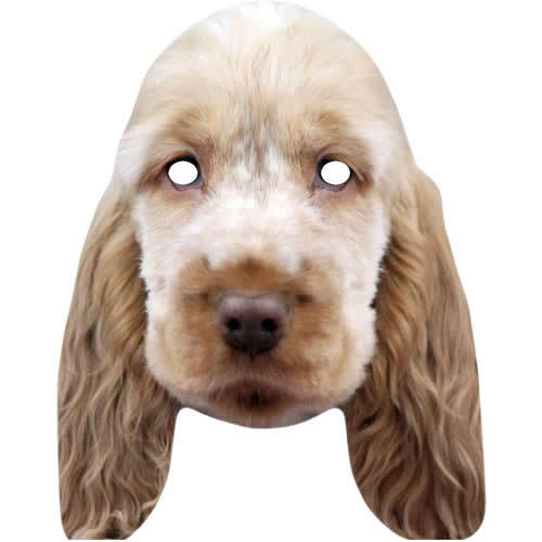 Golden cocker spaniel hund - spaniel,
