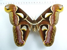 + ENTOMOLOGIE, SCHMETTERLING: ARCHEOATTACUS EDWARDSII ♀ ASSAM INDIA RARE!