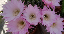 3 Stck. Kaktus Echinopsis