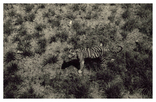Indien trivandrum zootiger - indien,,