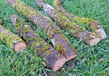 Baumstamm Aprikosen Dekorations oder Bastelholz Baumstamm holz Aprikosenholz