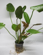 Echinodorus Hot Pepper -