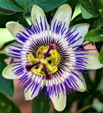 Blaue Passionsblume Passiflora 10 Samen essbare Früchte Passionsfrucht Rankend
