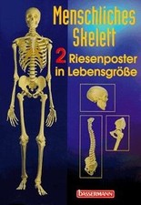 Menschliches Skelett. 2 Riesenposter in Lebensgröße... | Buch | Zustand sehr gut