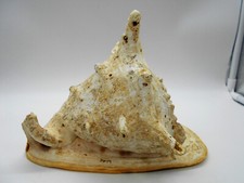 1,205 kg GROSSE MUSCHEL