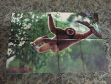 Affe, Poster, groß, gebraucht 90er, gefaltet RETRO