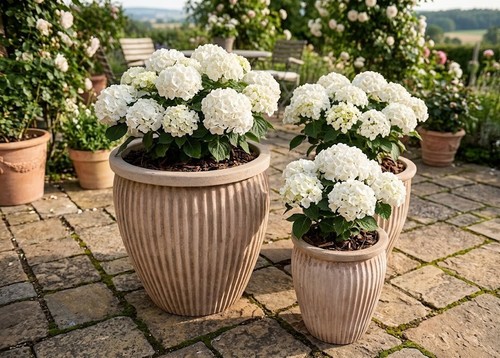 Pflanzkübel vase blumentopf - ,