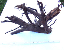 Aprikosenbaum Wurzel