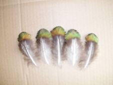 12 goldene  Pfauenfedern 5  - 6 cm , Basteln, Floristik