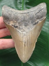 10,4 cm grauer glänzender Zahn des Megalodon - Hai Haizahn Fossil