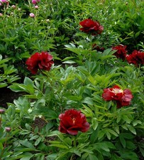 Strauchpfingstrose Rot -