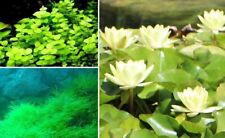 Teichpflanzen Set C Mix Sortiment Wasserpflanzen Schwimm Pflanzen gegen Algen