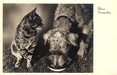 Hund und katze seltene - und, "seltene