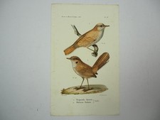 Lithographie Revue et Mag. de Zoologie 1858 Vogel Stoparola Malurus Bocourt