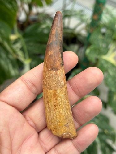 Großer bewurzelter fossiler - großer, bewurzelter,