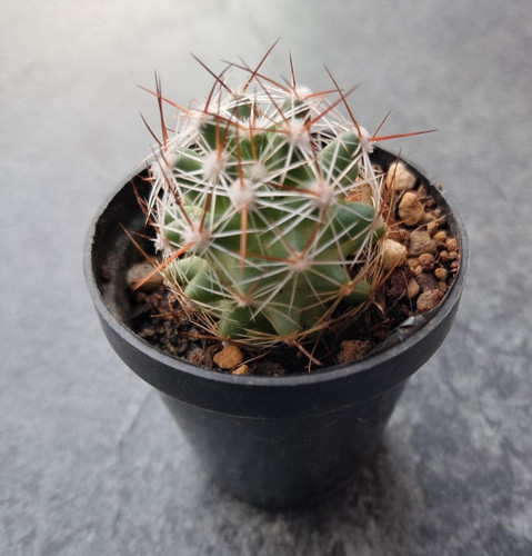 Escobaria vivipara v rosea - escobaria,