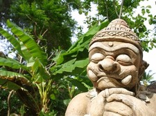 SAMEN Neue Palmen Samen die