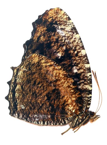 Lepidoptera nymphalidae - lepidoptera,,