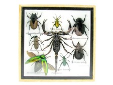 Einzelstück - echte