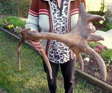 frische abnorme Rothirsch