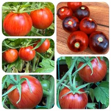 Königin der Nacht wunderschöne Stabtomate Tomate m. Streifen u. schwarzem Kragen