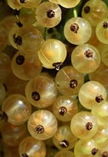 Ribes r. 'Witte Hollander' - weiße Johannisbeere - winterharte Pflanze 30-50cm