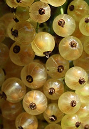 Ribes witte hollander - 'witte,
