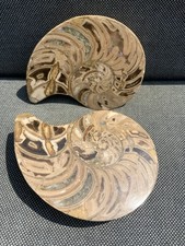 Poliertes Nautilus Paar