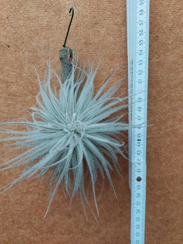 Tillandsia tectorum