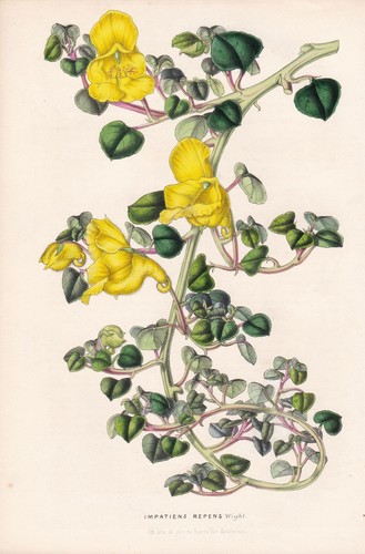 Impatiens repens sri - repens,