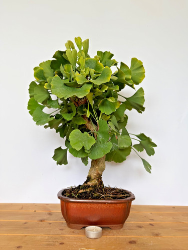 Bonsai ginkgo biloba 5491 - ginkgo,