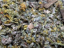 Flechten, Moos , Lichen