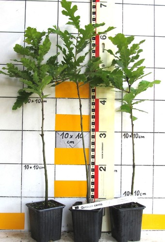 Quercus cerris zerreiche - cerris,