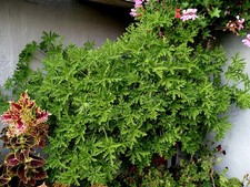 Zitronengeranie graveolens