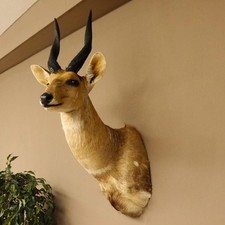 Buschbock Antilope Afrika Kopf