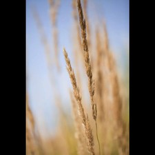 Calamagrostis x acutiflora 'Karl Foerster' - Garten-Reitgras 'Karl Foerster' -…