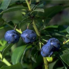 Garten-Heidelbeere 'Blue Jay'