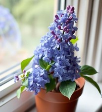 2x winterharte blaue