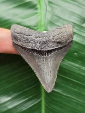 5,4 cm graublauer Zahn des