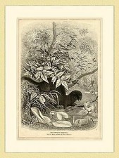 Ein Liebling der Pelzhändler von Emil Schmidt Otter ORIGINAL HOLZSTICH III 014