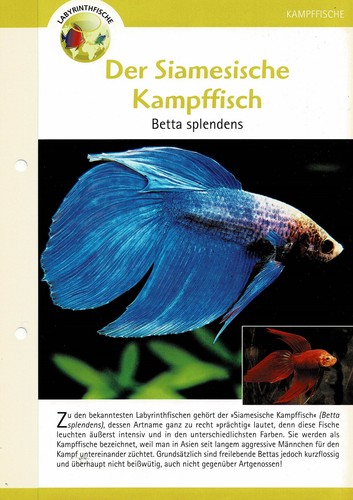 Der siamesische kampffisch - siamesische,