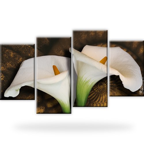 Calla bild auf leinwand - bild, leinwand.
