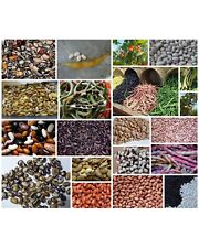 Bohnen - Samen - Saatgut -  52 verschiedene Sorten -Stangen- Reiser- Buschbohnen