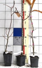 Esskastanie - Edelkastanie -